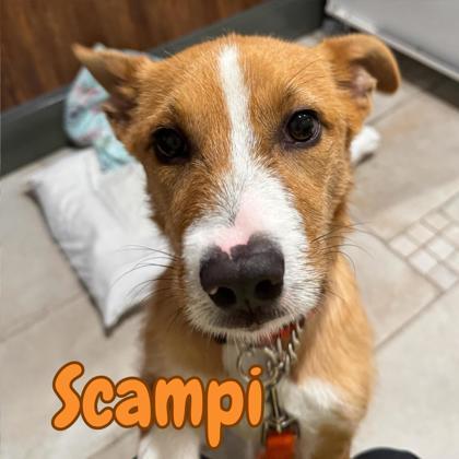 Scampi, Adoptable, Adult Male Terrier & Mixed Breed.
