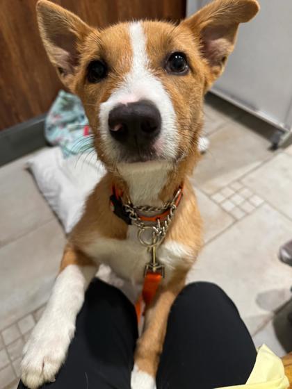 Enlarge Scampi, a Adoptable mixed breed in Southern Pines, NC image 1/3