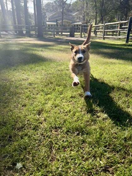 Enlarge Scampi, a Adoptable mixed breed in Southern Pines, NC image 2/3