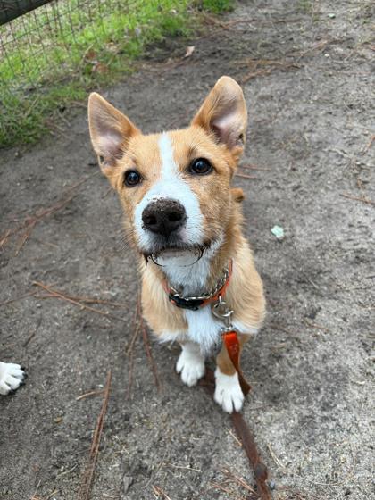 Enlarge Scampi, a Adoptable mixed breed in Southern Pines, NC image 3/3
