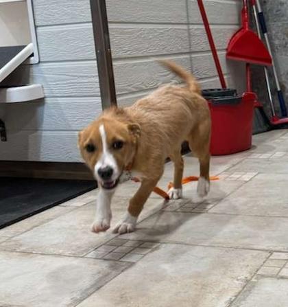 Scampi, a Adoptable mixed breed in Southern Pines, NC image 3/3