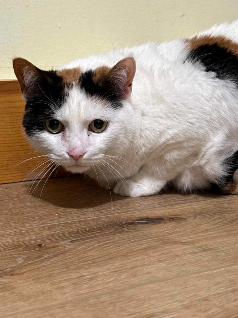 Minnie, Adoptable, Senior Female Calico.