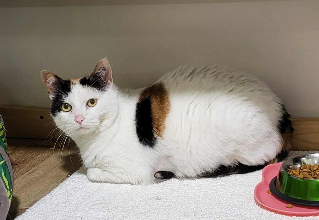 Enlarge Minnie, a Adoptable Calico in Rutherfordton, NC image 2/2