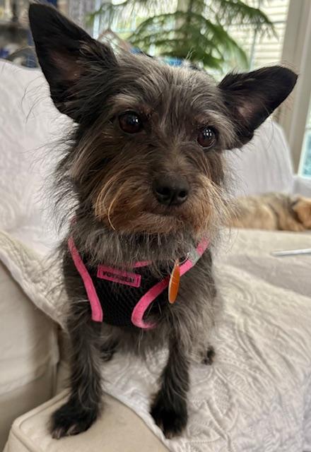 Enlarge Daisy, an adoptable mixed breed in Williamsburg, VA image 2/5