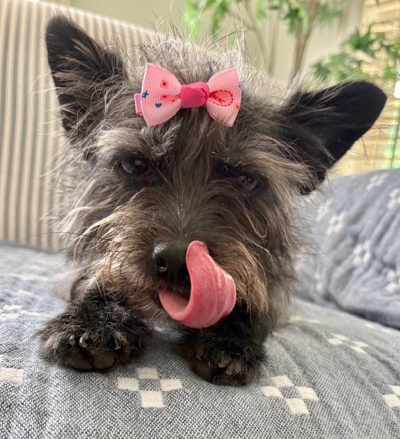 Enlarge Daisy, an adopted mixed breed in Williamsburg, VA image 2/5