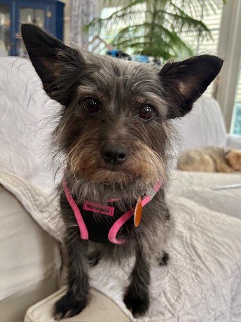Daisy, adoptable, Adult Female Yorkshire Terrier & Cairn Terrier.