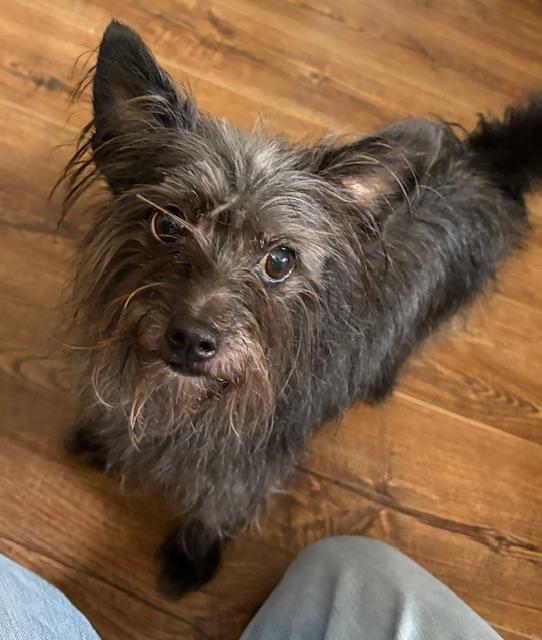 Enlarge Daisy, an adoptable mixed breed in Williamsburg, VA image 3/5