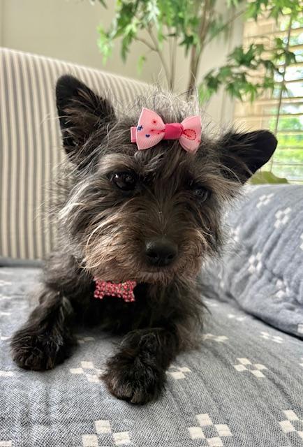 Enlarge Daisy, an adopted mixed breed in Williamsburg, VA image 3/5