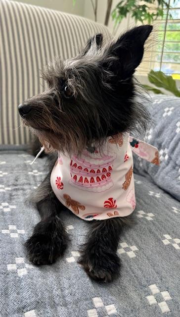 Enlarge Daisy, an adopted mixed breed in Williamsburg, VA image 5/5