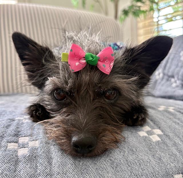 Daisy, adopted, Adult Female Yorkshire Terrier & Cairn Terrier.