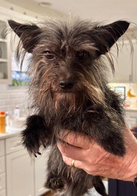 Enlarge Daisy, an adoptable mixed breed in Williamsburg, VA image 4/5