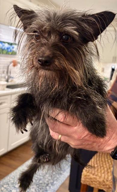 Enlarge Daisy, an adoptable mixed breed in Williamsburg, VA image 5/5