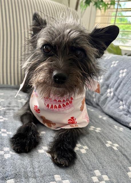 Enlarge Daisy, an adopted mixed breed in Williamsburg, VA image 4/5