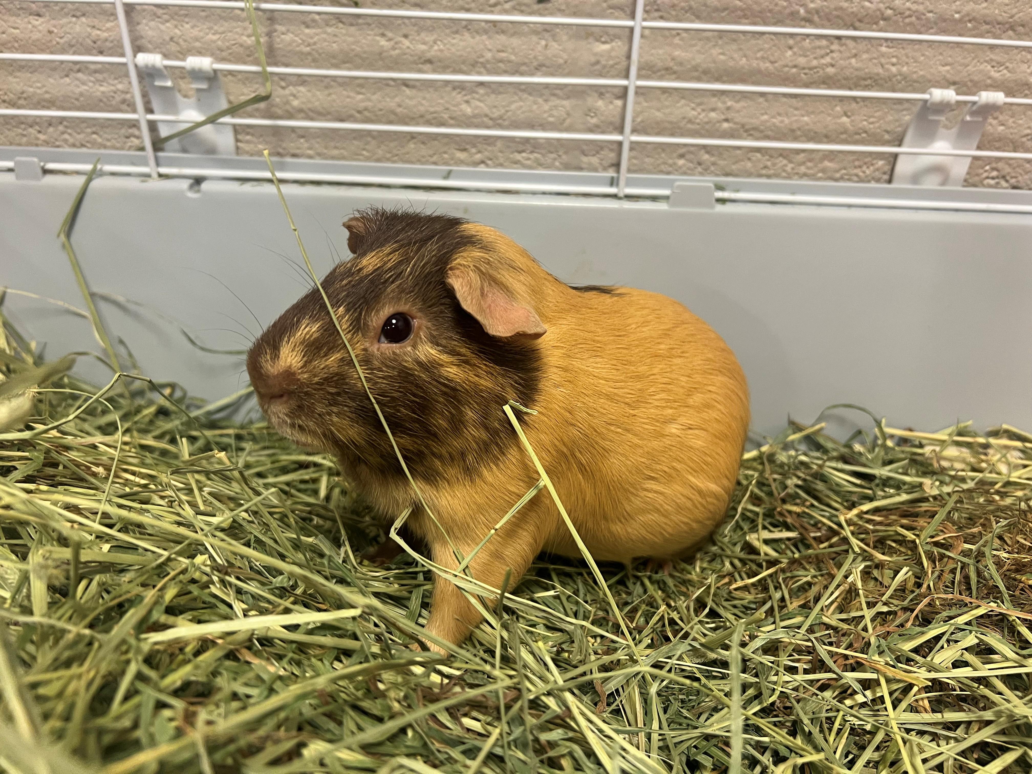 Luigi OS-059/26, adopted, Adult Male Guinea Pig.