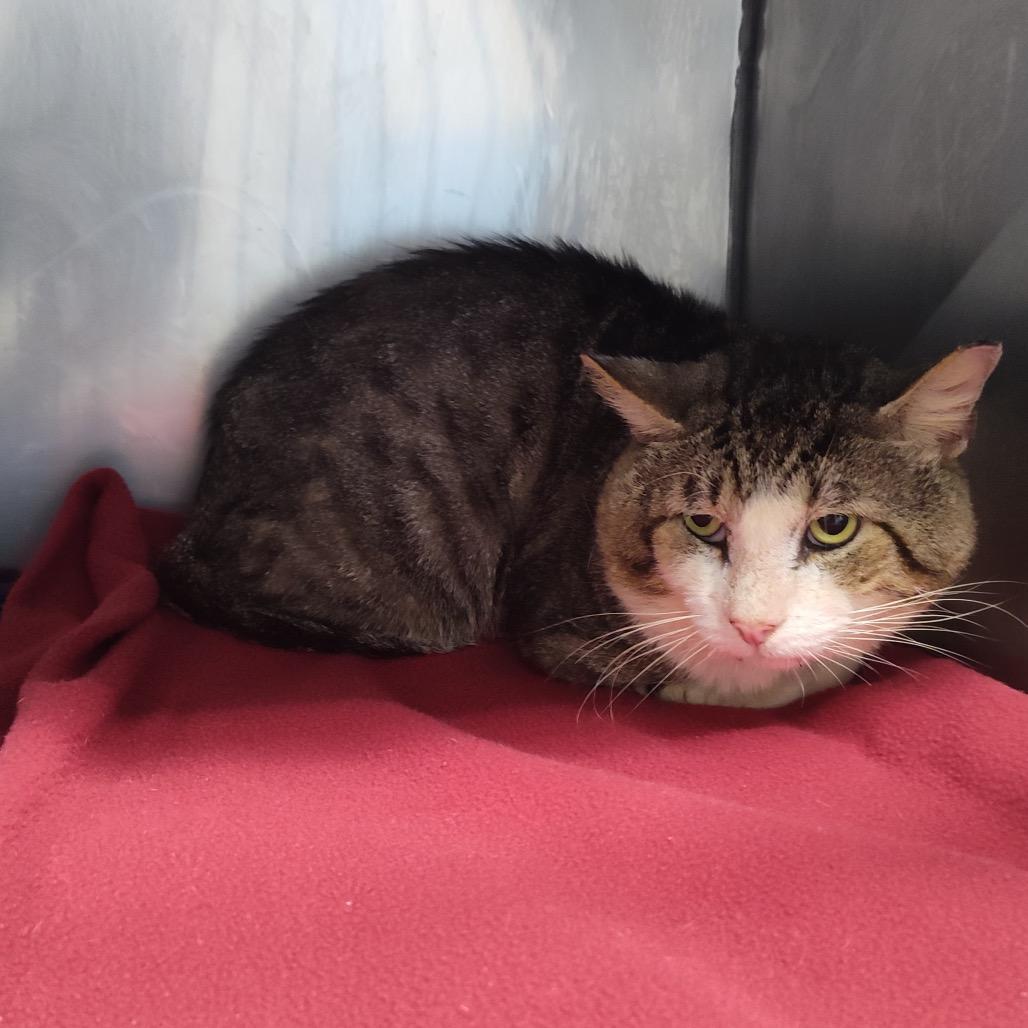 Mr. Gadget, Adoptable, Adult Male Domestic Short Hair.