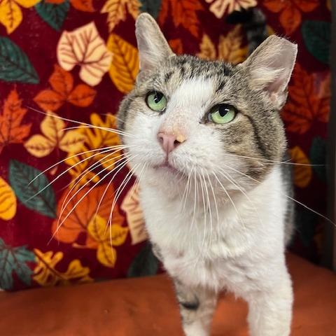 Enlarge Mr. Gadget, a Adoptable Domestic Short Hair in Lake Panasoffkee, FL image 2/6