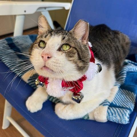 Enlarge Mr. Gadget, a Adoptable Domestic Short Hair in Lake Panasoffkee, FL image 3/6