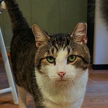 Enlarge Mr. Gadget, a Adoptable Domestic Short Hair in Lake Panasoffkee, FL image 4/6