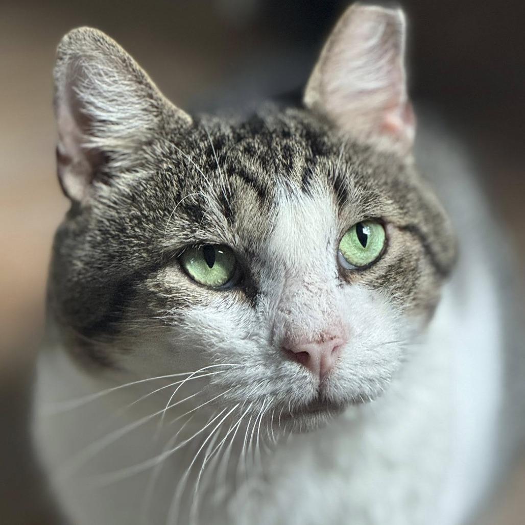 Enlarge Mr. Gadget, a Adoptable Domestic Short Hair in Lake Panasoffkee, FL image 5/6