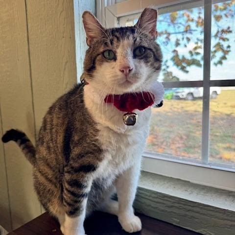 Enlarge Mr. Gadget, a Adoptable Domestic Short Hair in Lake Panasoffkee, FL image 6/6