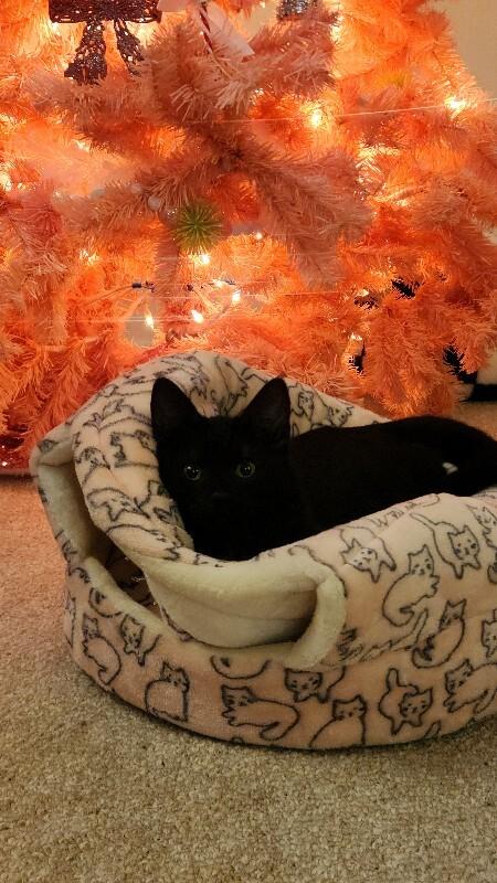 Enlarge Mousse, a Adoptable Domestic Short Hair in Arlington, WA image 1/3