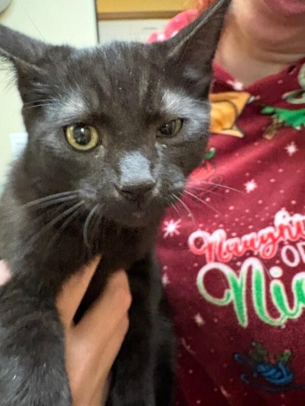 Enlarge Mousse, a Adoptable Domestic Short Hair in Arlington, WA image 2/3