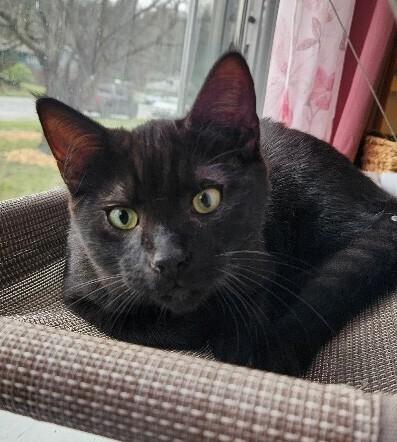 Enlarge Mousse, a Adoptable Domestic Short Hair in Arlington, WA image 3/3