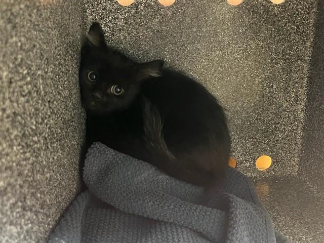 JIJI, Adoptable, Kitten Female Domestic Short Hair.