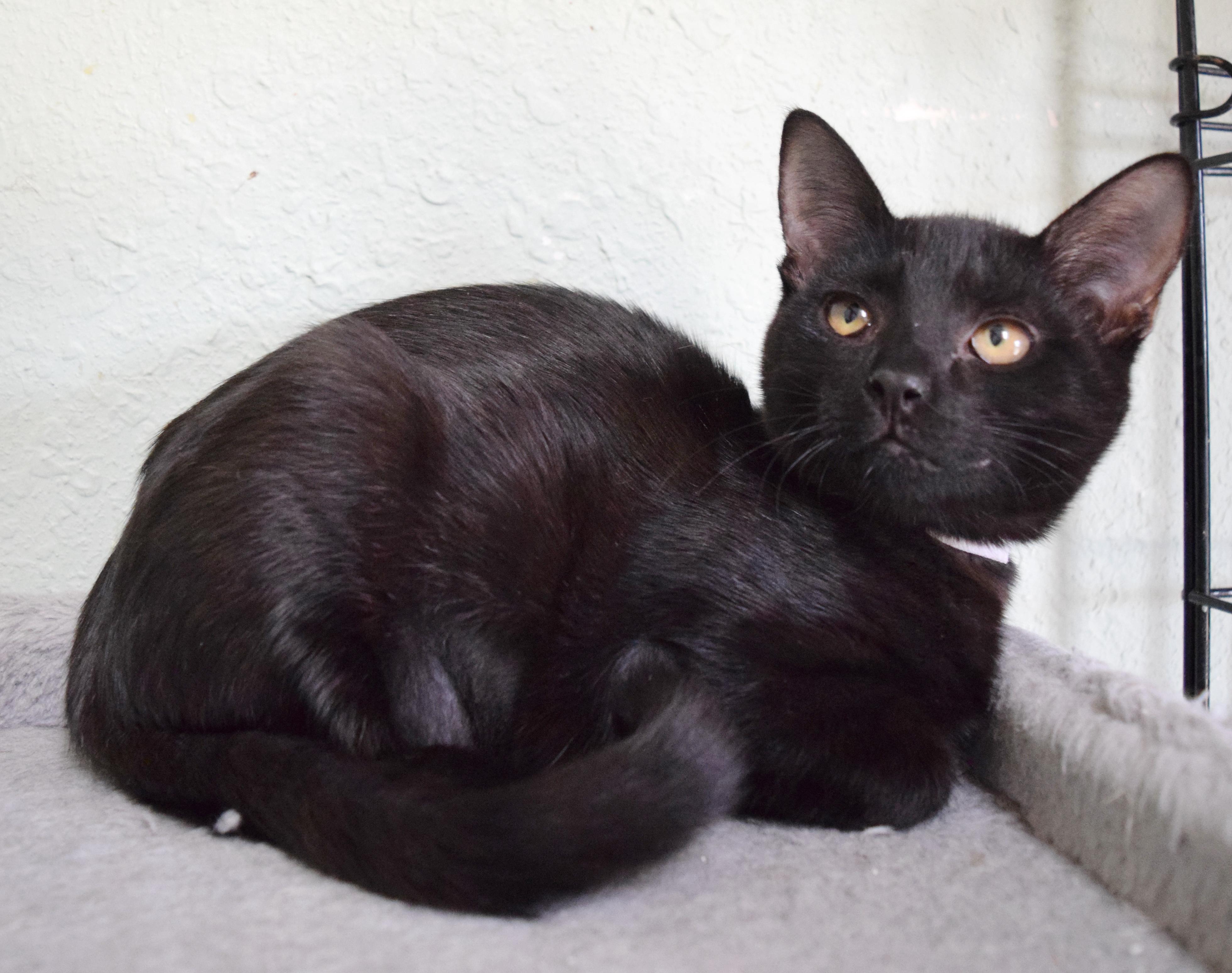 Enlarge Tira, a ADOPTABLE mixed breed in Bulverde, TX image 2/6
