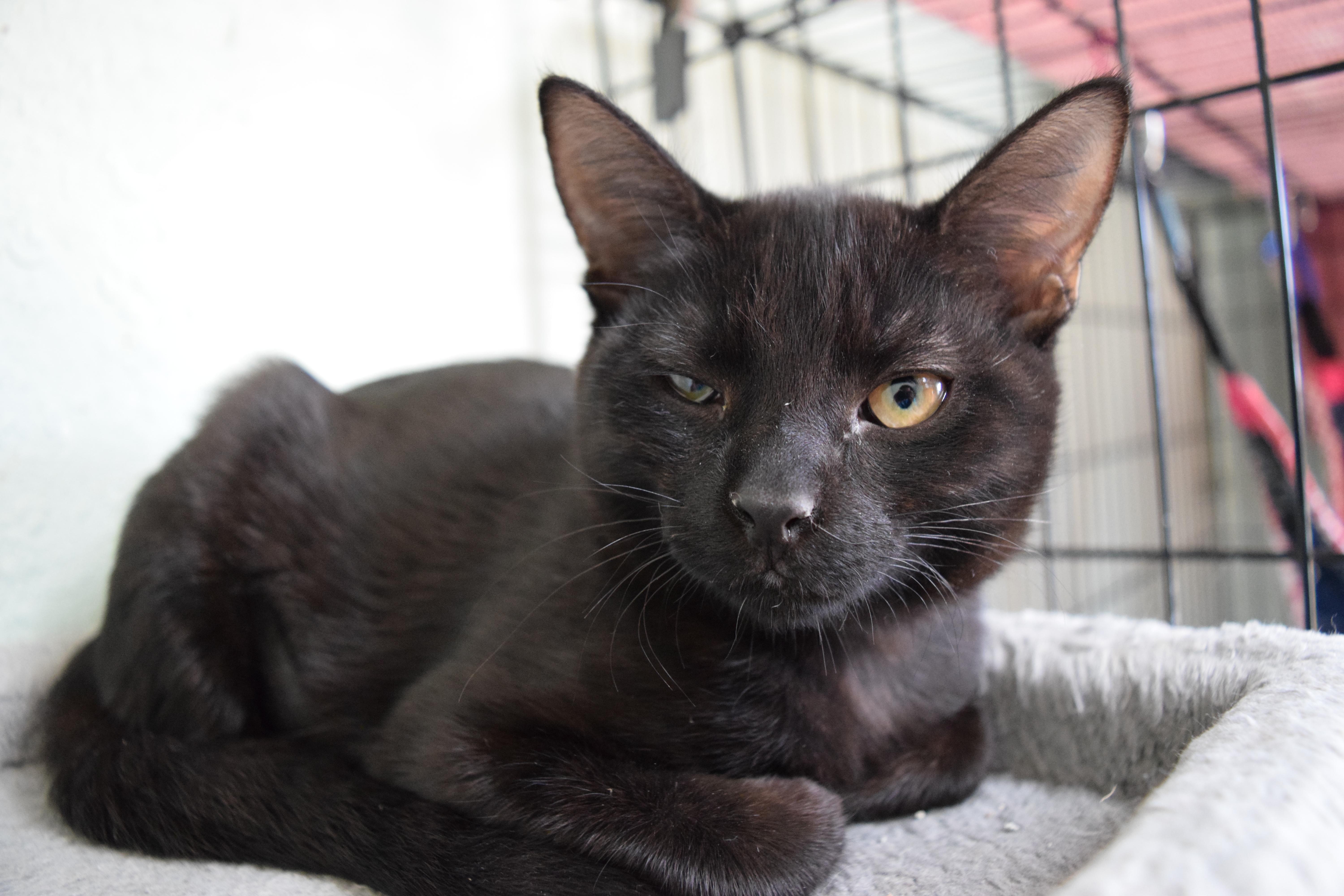 Enlarge Tira, a ADOPTABLE mixed breed in Bulverde, TX image 6/6