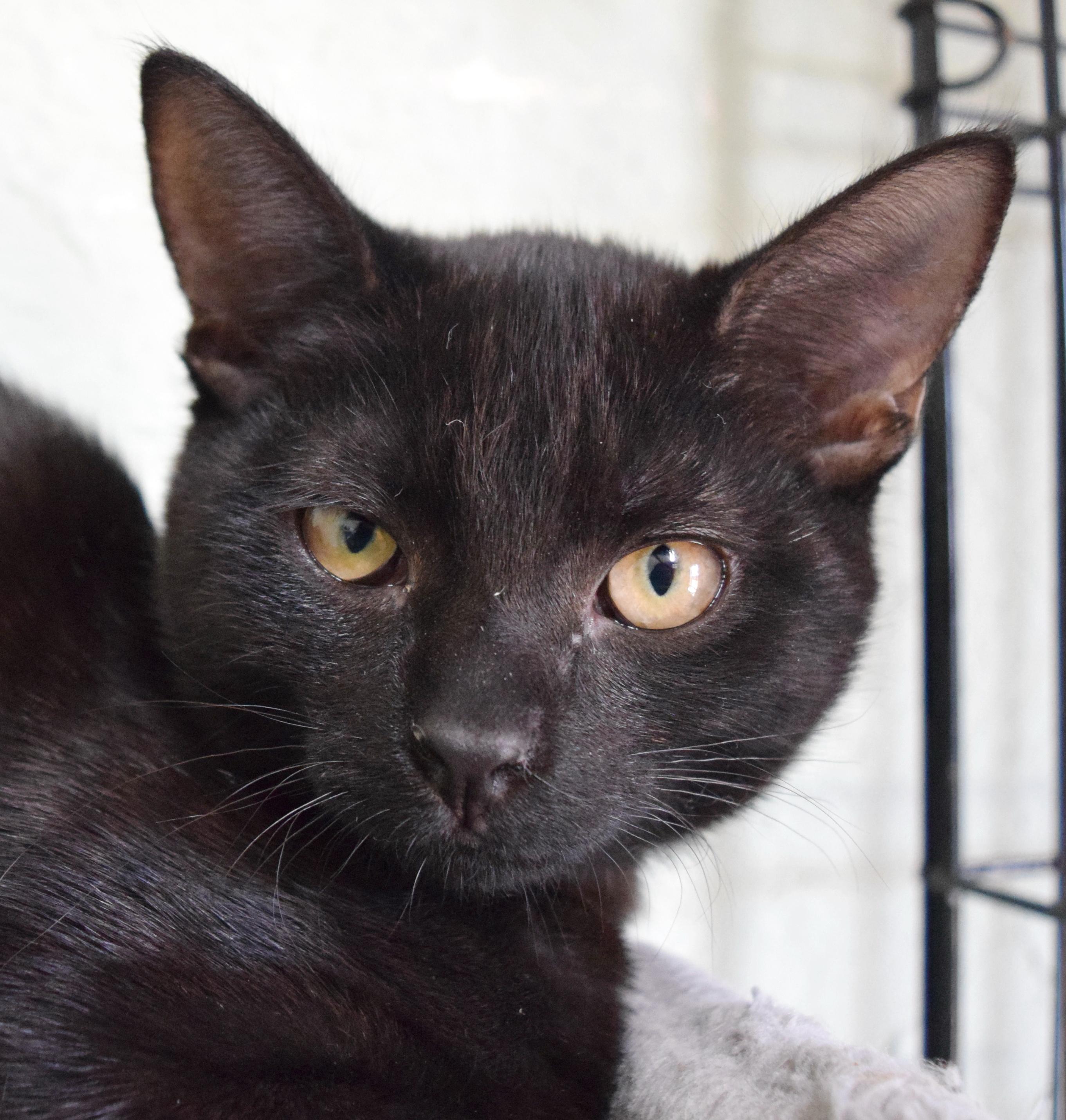Enlarge Tira, a ADOPTABLE mixed breed in Bulverde, TX image 5/6