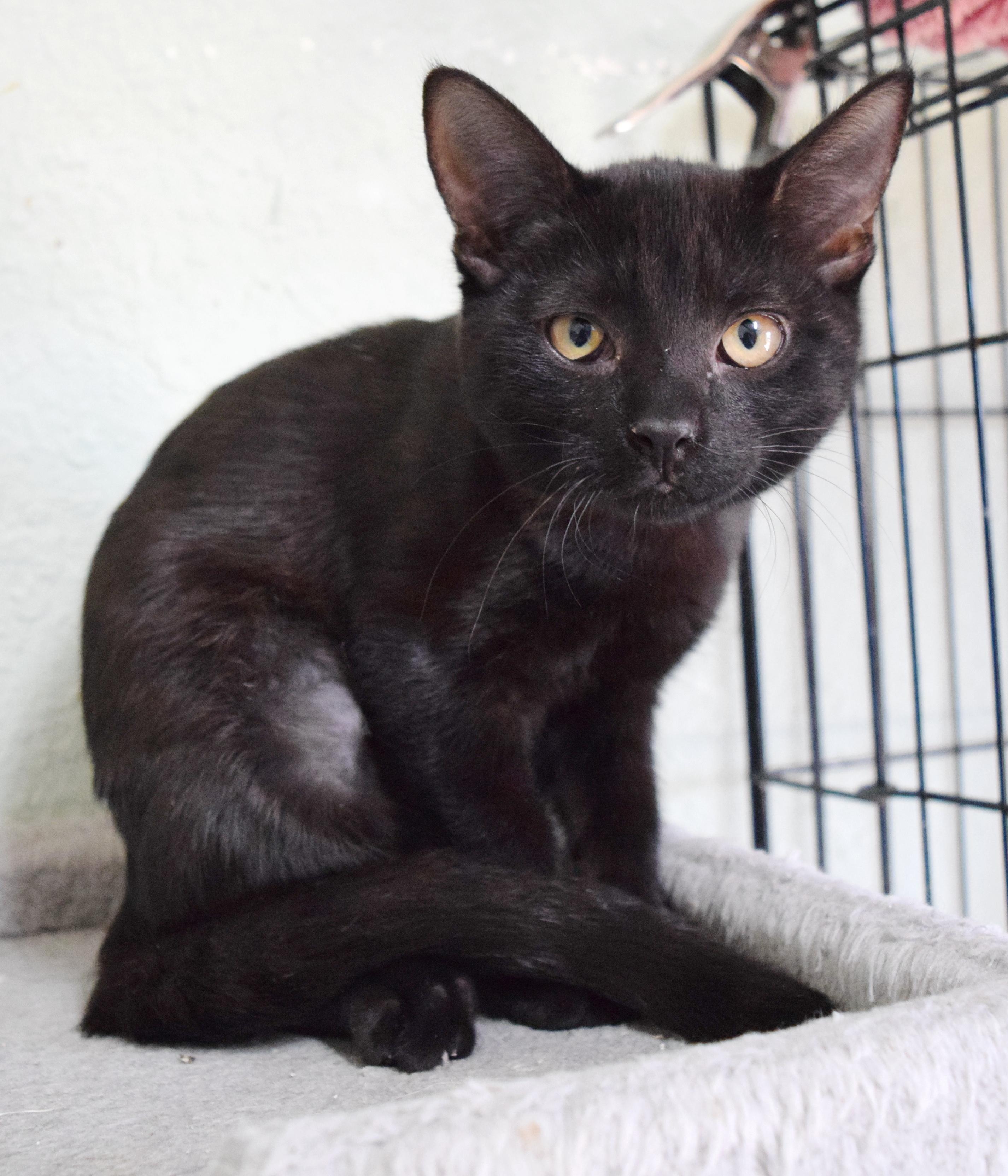 Enlarge Tira, a ADOPTABLE mixed breed in Bulverde, TX image 3/6
