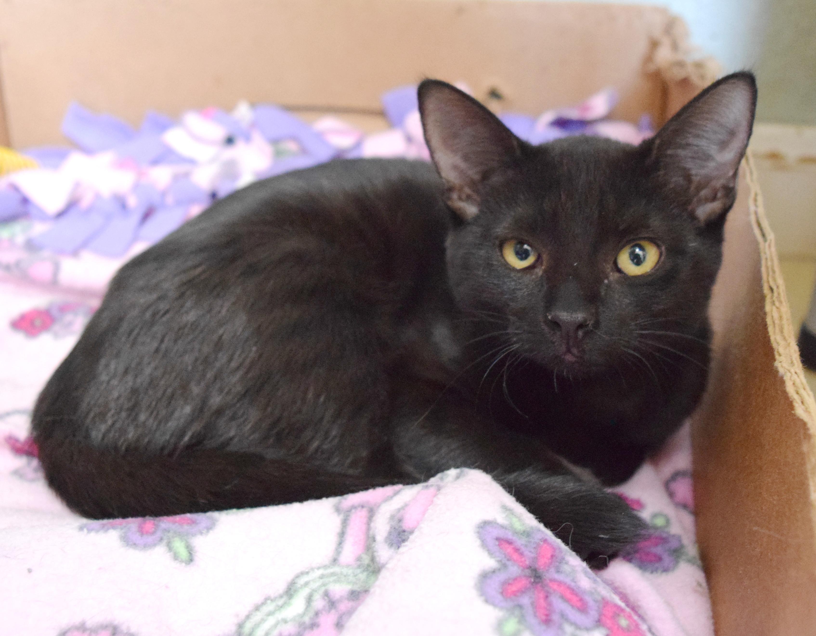 Enlarge Tira, a ADOPTABLE mixed breed in Bulverde, TX image 4/6