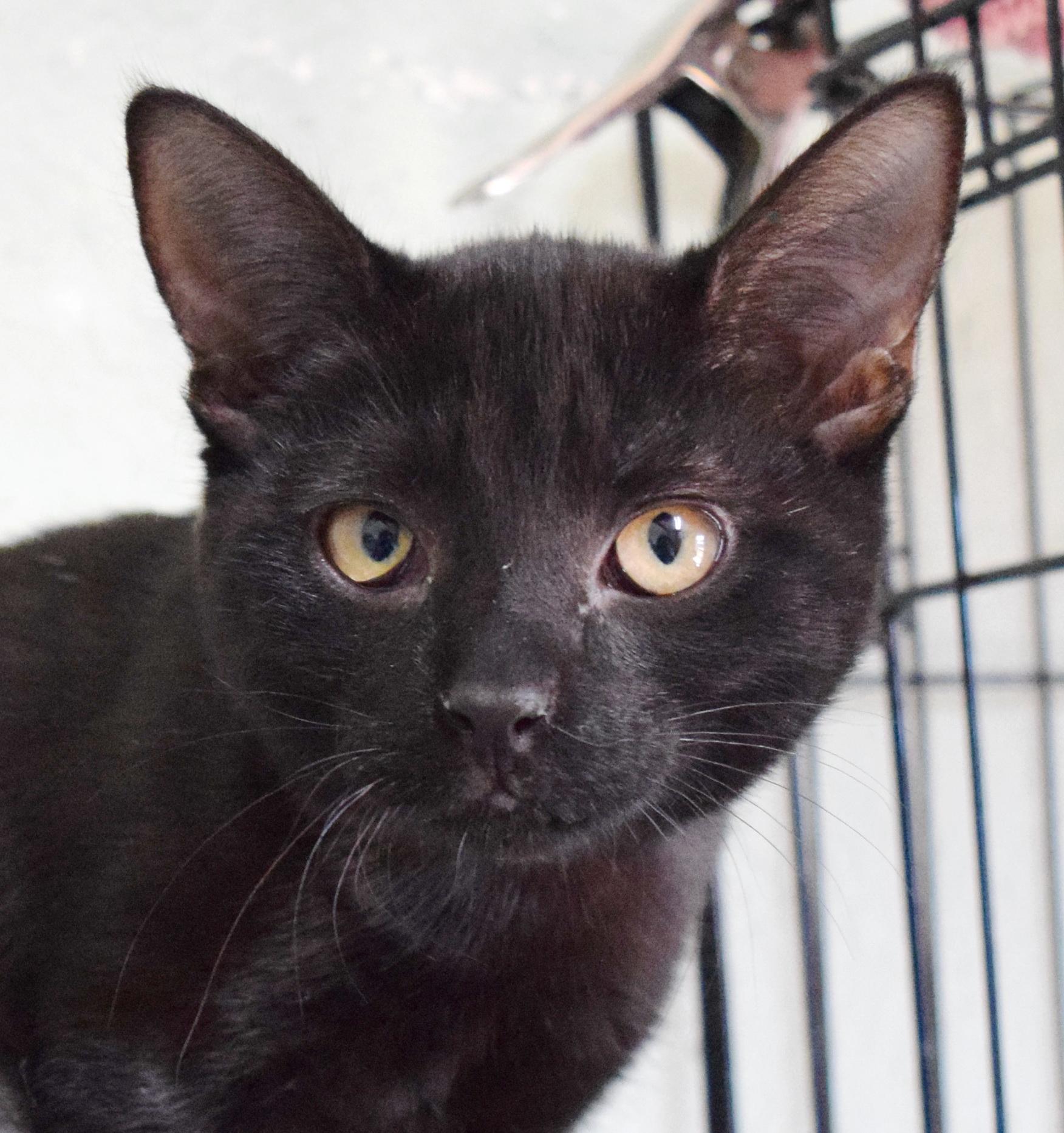 Enlarge Tira, a ADOPTABLE mixed breed in Bulverde, TX image 1/6