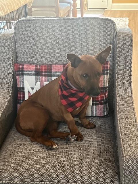 Enlarge Bunny, a Adoptable mixed breed in Willingboro, NJ image 2/6