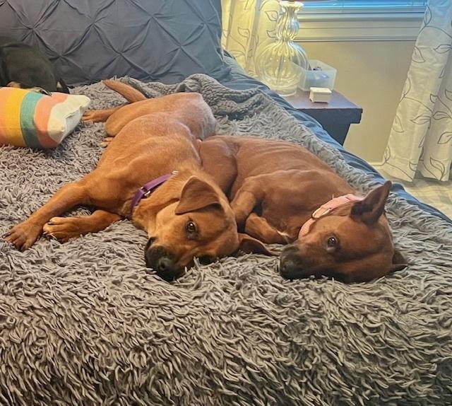 Enlarge Bunny, a Adoptable mixed breed in Willingboro, NJ image 3/6