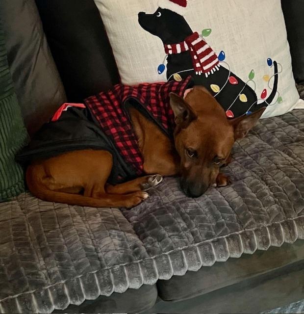 Enlarge Bunny, a Adoptable mixed breed in Willingboro, NJ image 4/6