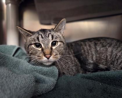 Enlarge Sunny, a Adoptable mixed breed in Westland, MI image 1/2