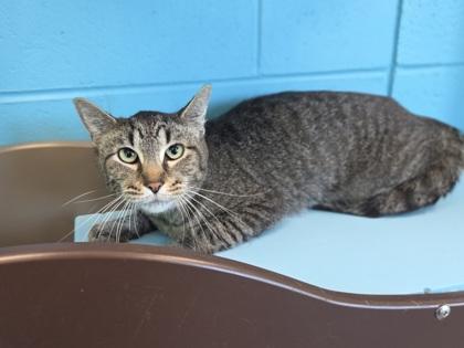 Sunny, Adoptable, Adult Male Domestic Short Hair & Domestic Short Hair.