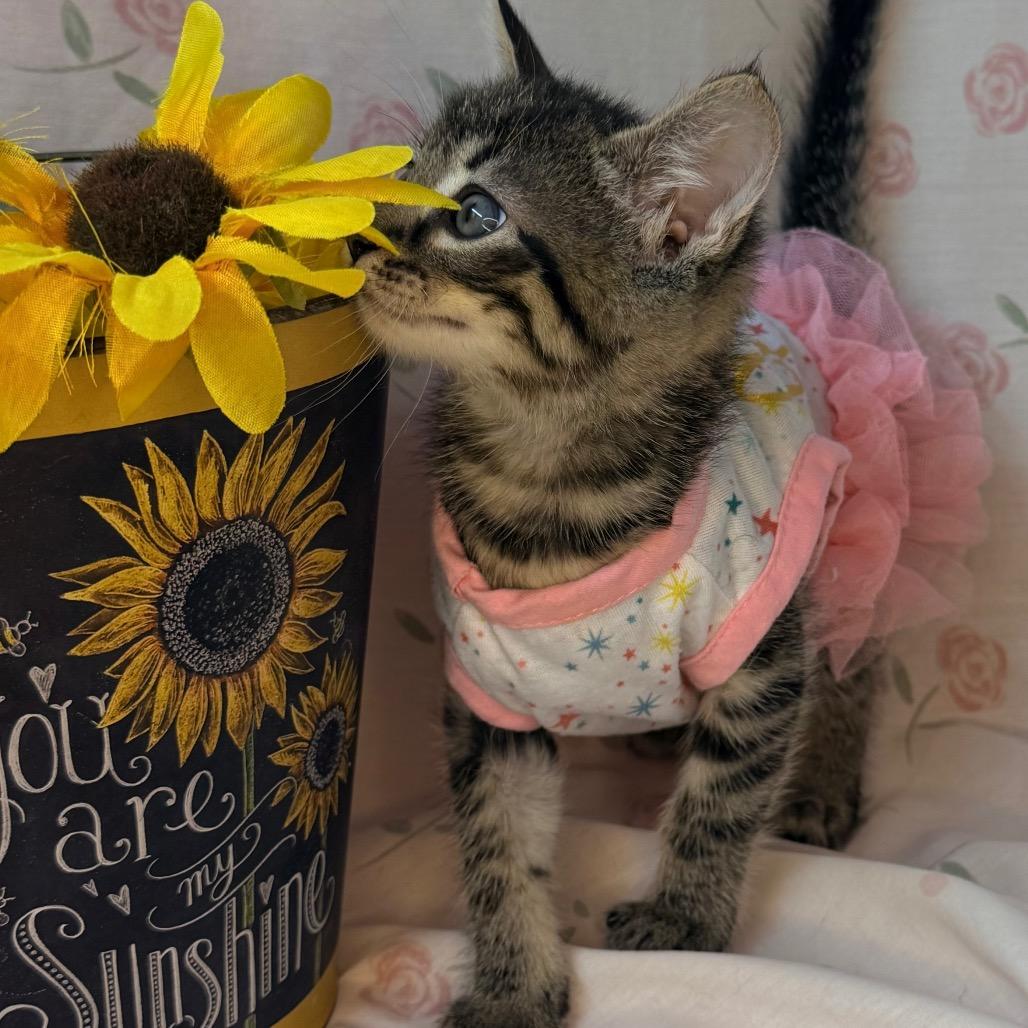 Apple, a Adoptable mixed breed in Mount Vernon, IL image 3/6