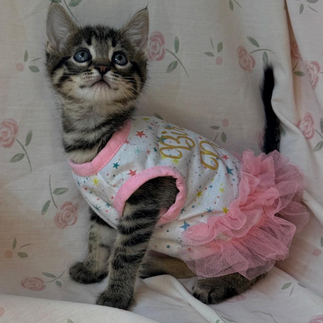 Apple, a Adoptable mixed breed in Mount Vernon, IL image 4/6