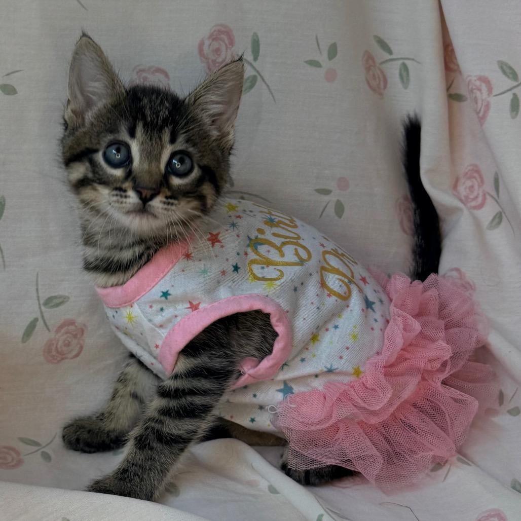 Apple, a Adoptable mixed breed in Mount Vernon, IL image 5/6