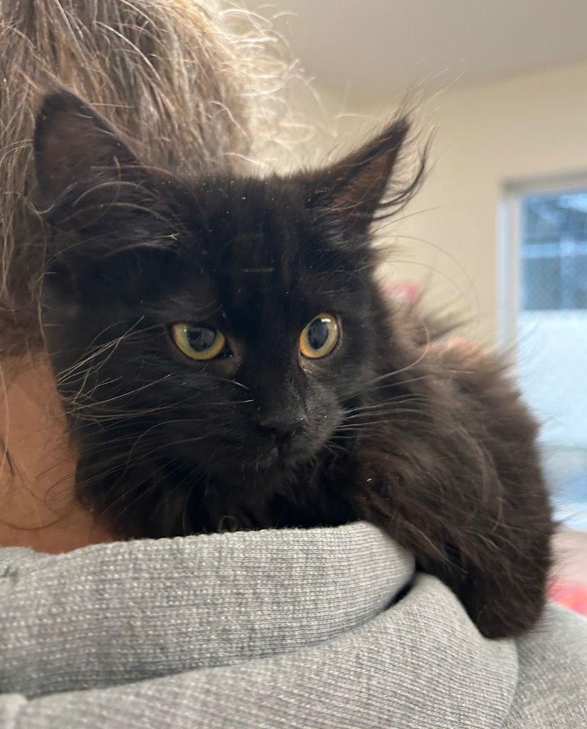 Enlarge Kitten - Dragonfly, a Adoptable Domestic Long Hair in Emmett, ID image 1/1