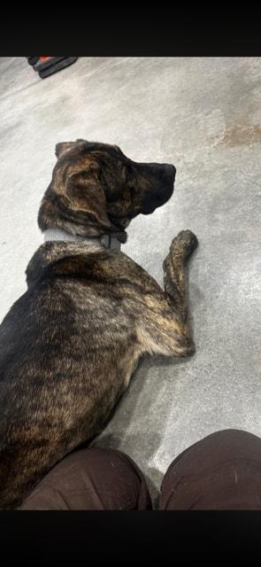 Enlarge Apollo, a ADOPTABLE mixed breed in Attica, IN image 2/2