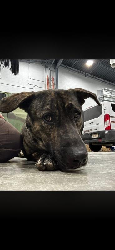 Enlarge Apollo, a ADOPTABLE mixed breed in Attica, IN image 1/2