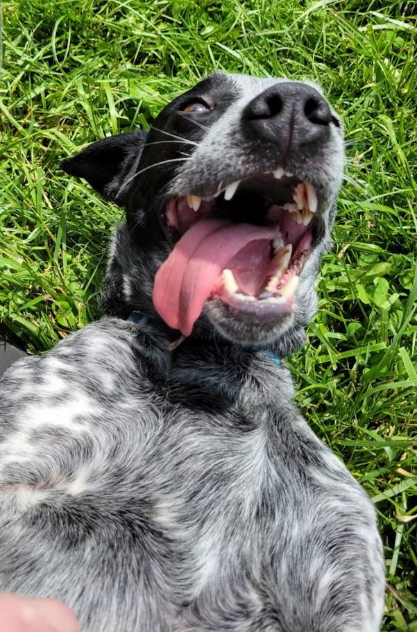 Ranger, an adopted mixed breed in Lisbon, OH image 3/5