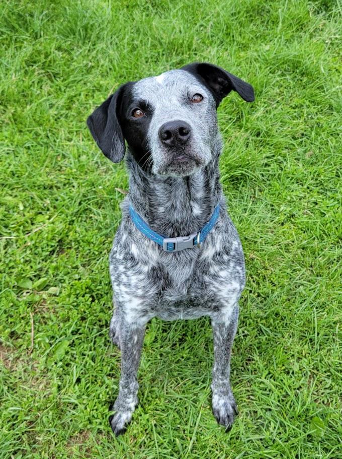 Ranger, an adopted mixed breed in Lisbon, OH image 5/5