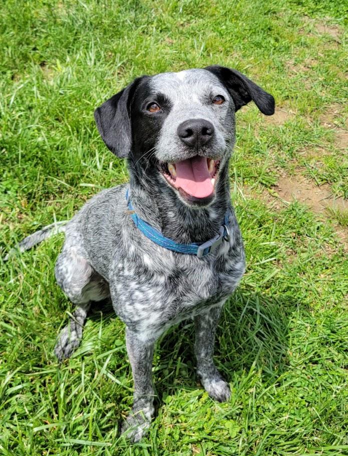 Ranger, adopted, Adult Male Australian Cattle Dog / Blue Heeler & German Shorthaired Pointer.