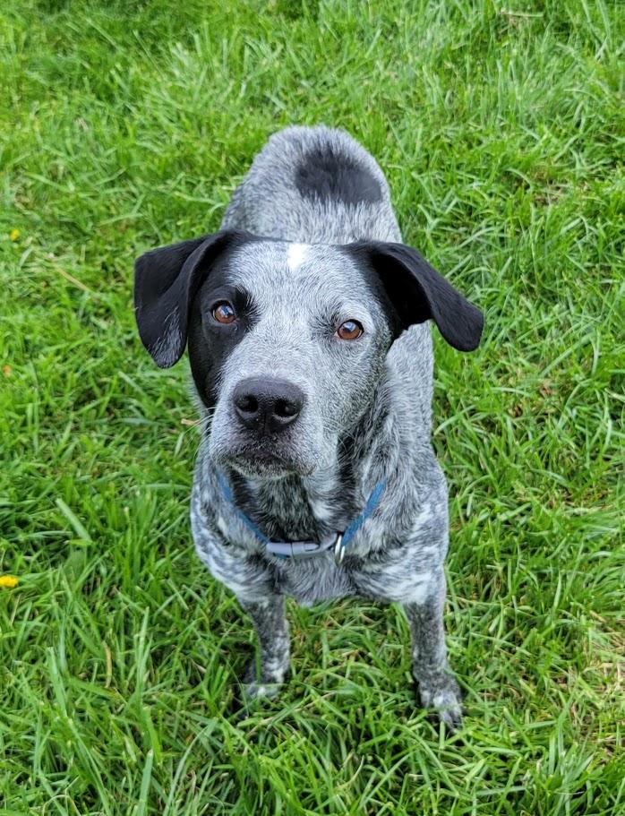 Ranger, an adopted mixed breed in Lisbon, OH image 2/5