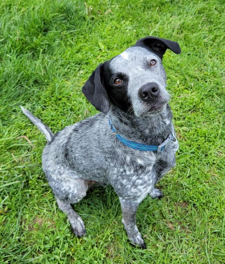 Ranger, an adopted mixed breed in Lisbon, OH image 4/5